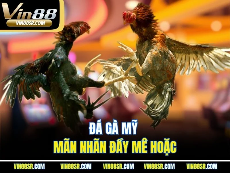 Đá gà Mỹ mãn nhãn đầy mê hoặc
